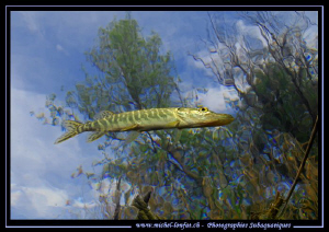 Swiss Pike Fishes can "Fly"..... :O)... by Michel Lonfat 